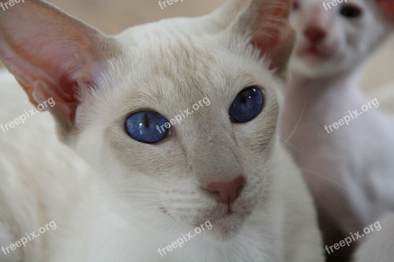 Cat Eyes Blue Look Kitten