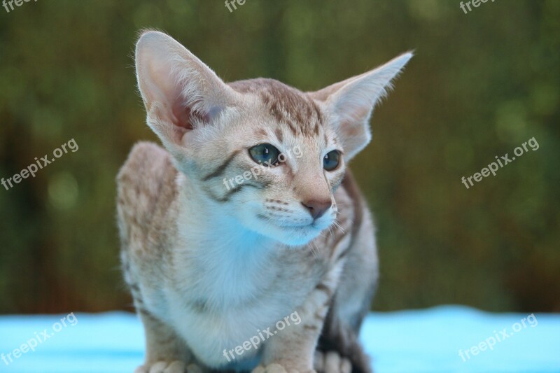 Cat Kitten Cat Baby Oriental Shorthair Stripes