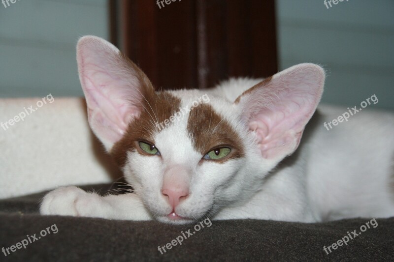 Cat Tired Kitten Oriental Shorthair Fur