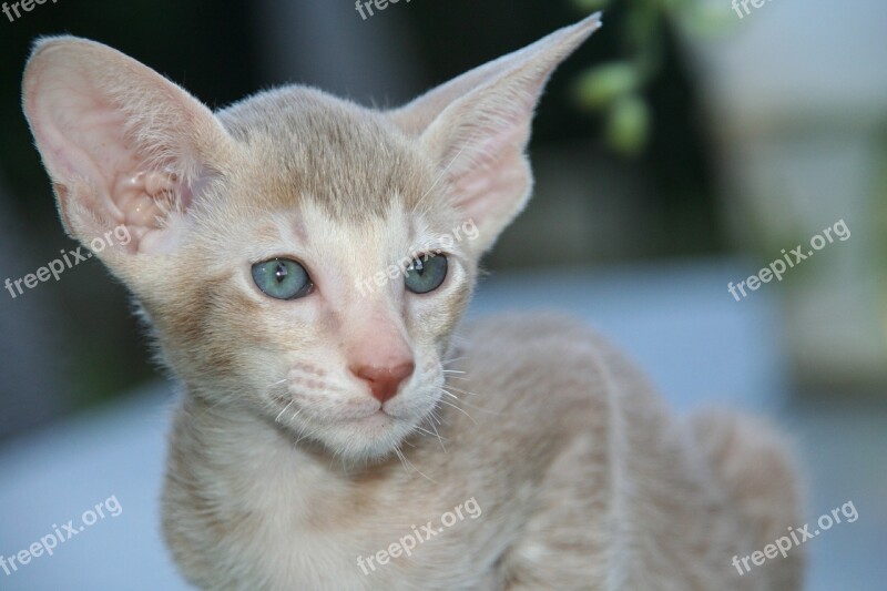 Cat Kitten Cat Baby Oriental Shorthair Fur