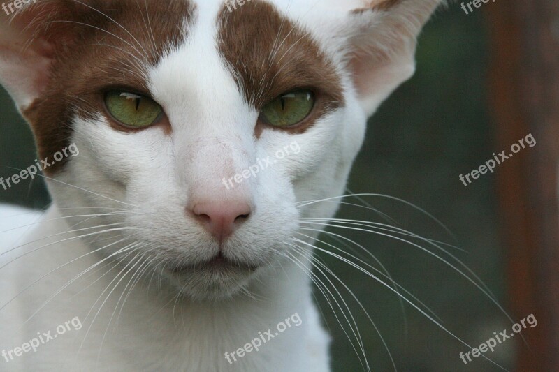 Cat Eyes Oriental Shorthair Fur Charming