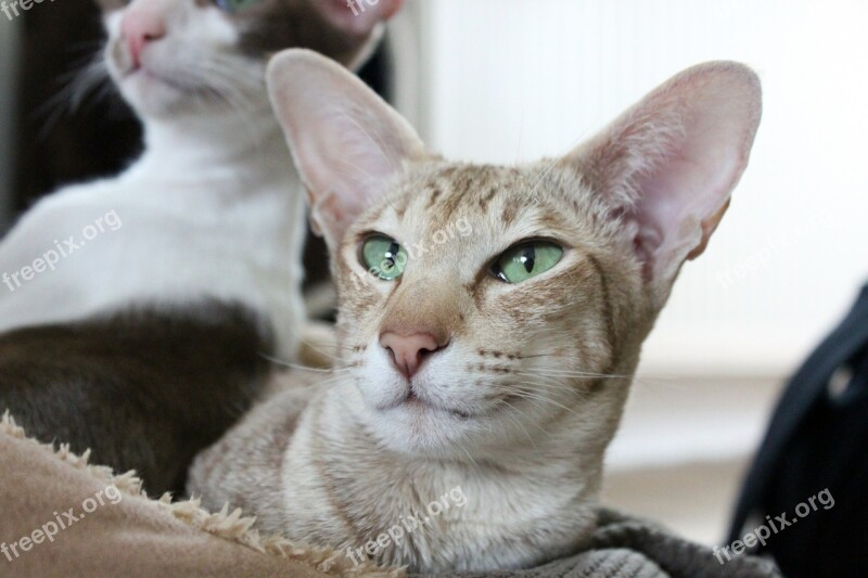 Ears Cat Brown Kitten Oriental Shorthair