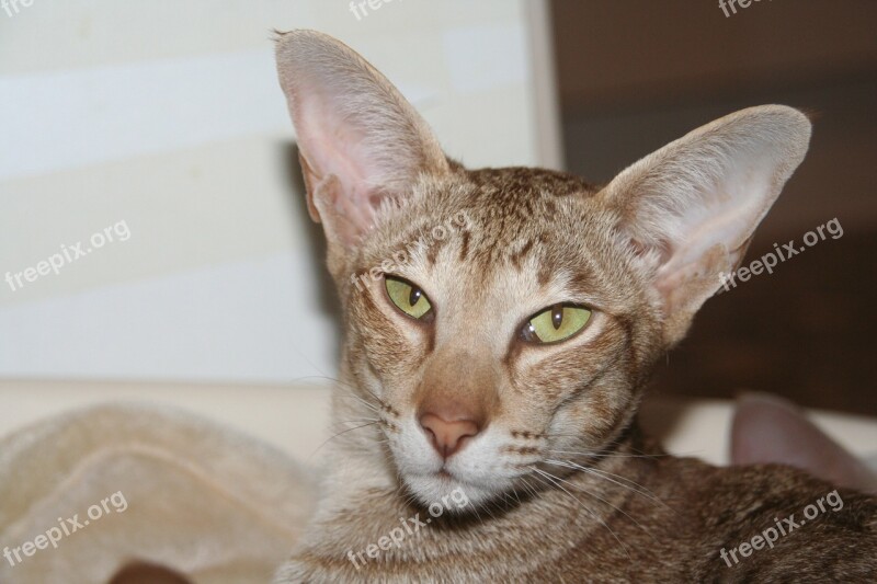 Cat Oriental Shorthair Cozy Stripes Closeness