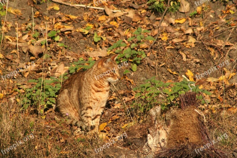 Cat Camouflage Autumn Fur Animals