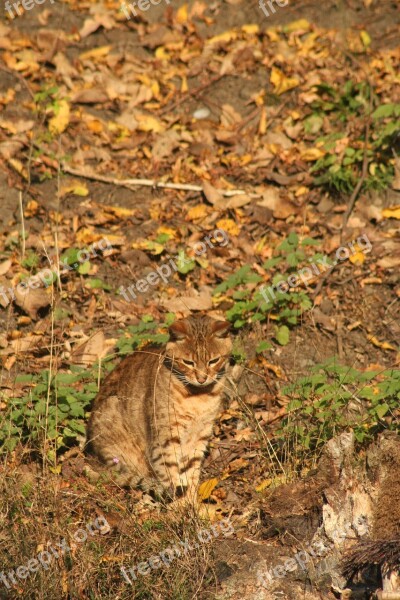 Cat Camouflage Autumn Fur Animals