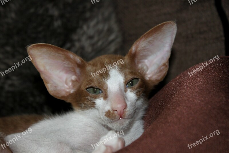 Cat Kitten Cat Baby Curious Oriental Shorthair