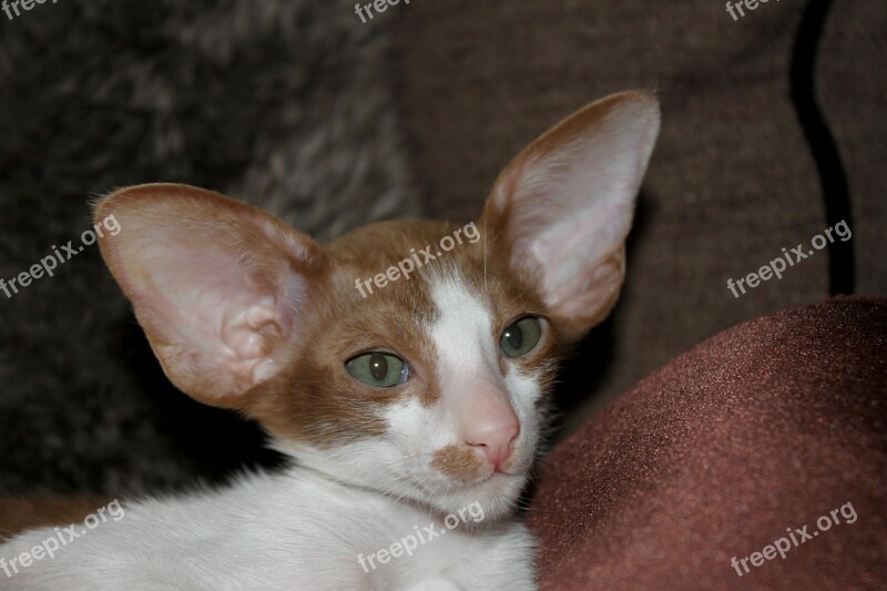 Cat Kitten Cat Baby Curious Oriental Shorthair