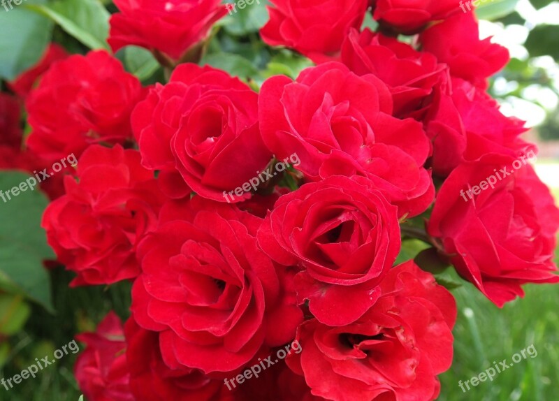 Roses Red Roses Wild Roses Red Rose