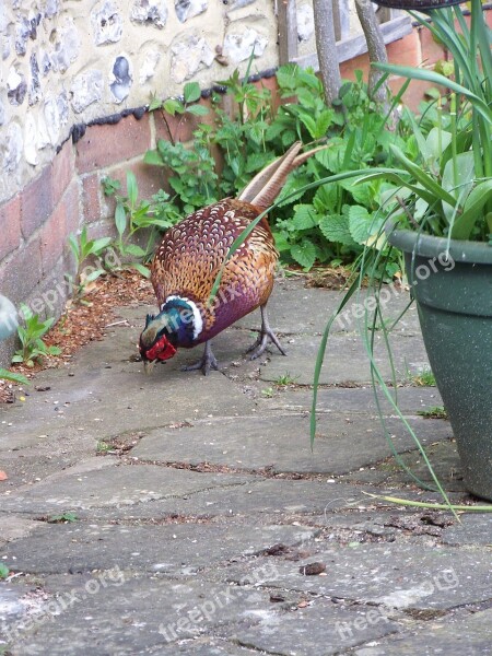 Pheasant Pecking Feeding Bird Wild