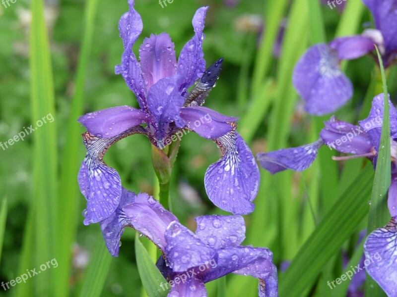 Iris Flower Raindrops Floral Nature