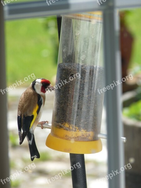 Bird Goldfinch Wildlife Yellow Nature