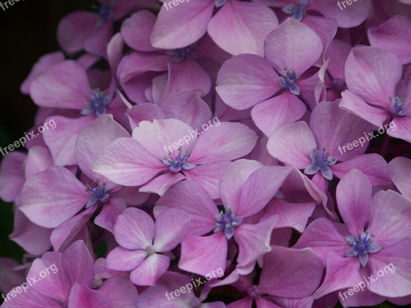 Hortensia Purple Flower Fauna Nature