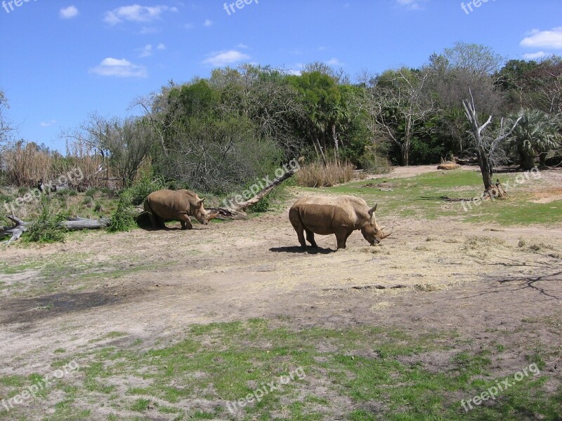 Rhino Rhinoceros Safari Wildlife Animal