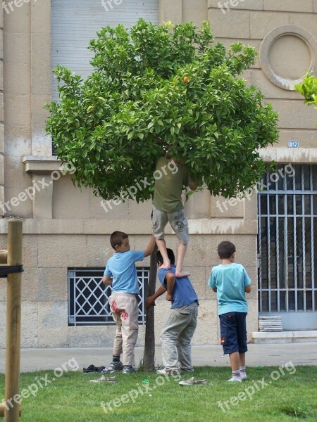 Boys Cooperation Tree Free Photos