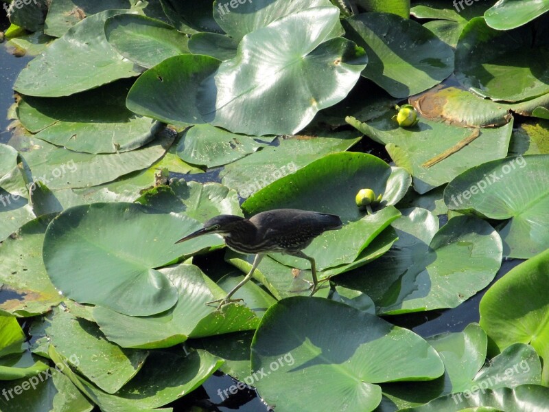 Bird Lily Pad Walking Pond Water