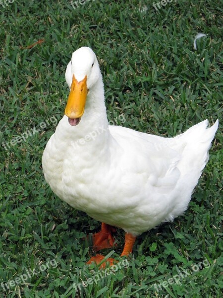 White Duck Domestic Grass Duck Cute