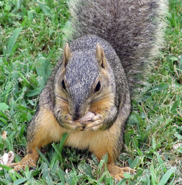 Squirrel Common Squirrel Eating Nut Grass