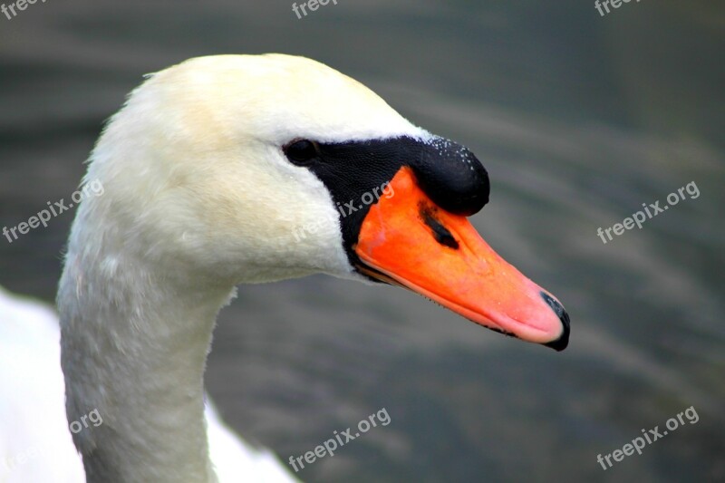 Swan Idyll Water Nature Animal