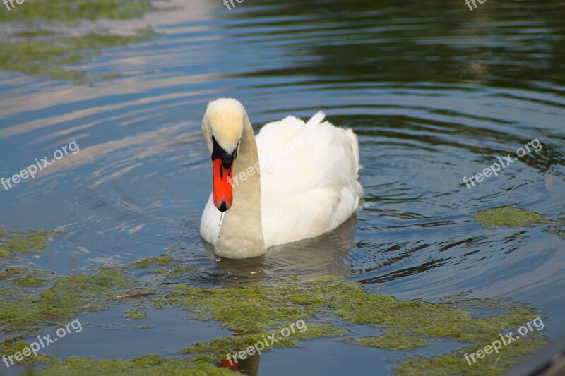 Swan Idyll Water Nature Animal