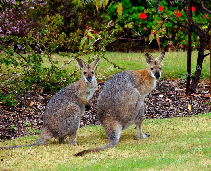 Wallaby Marsupial Animal Australia Red-neck Wallaby