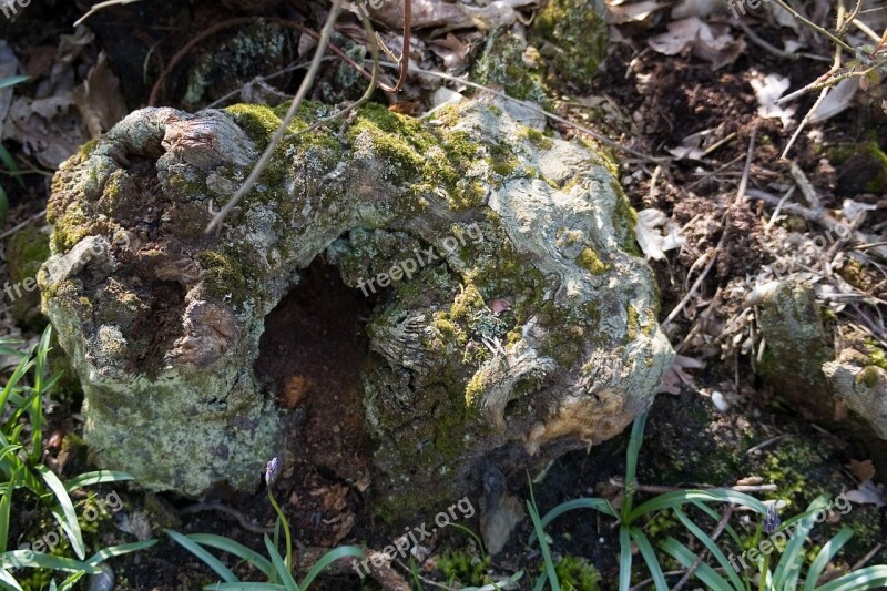 Rotting Tree Stump Lichen Moss Bark