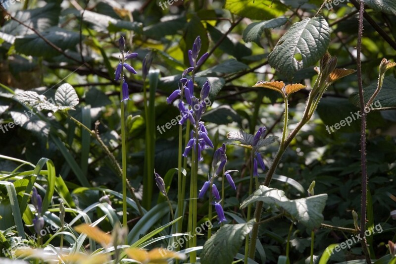 Bluebells Hedgerow Plants Countryside Rural Wildflowers