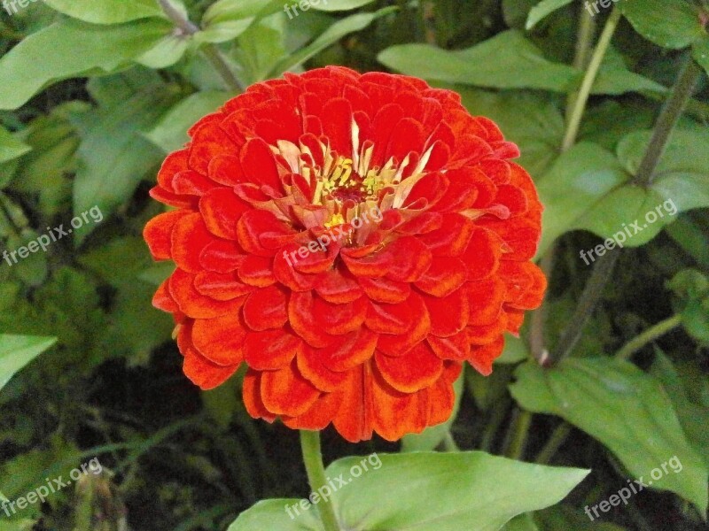 Zinnia Elegans Zinnia Red Flowers Free Photos