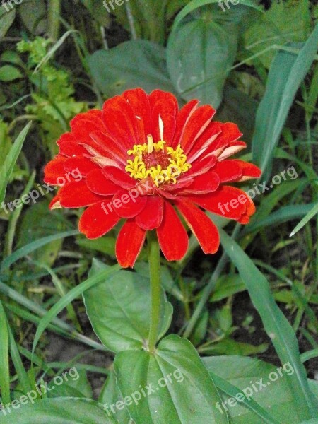 Zinnia Elegans Zinnia Red Flowers Free Photos