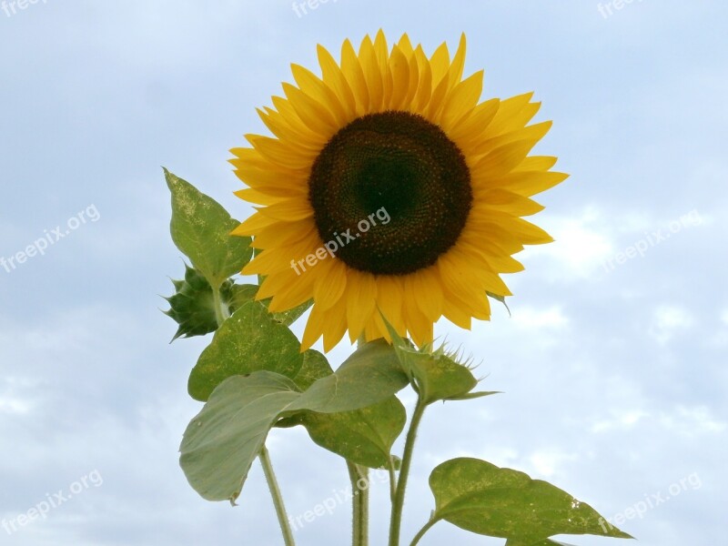 Sunflower Summer Flowers Yellow Flowers Free Photos