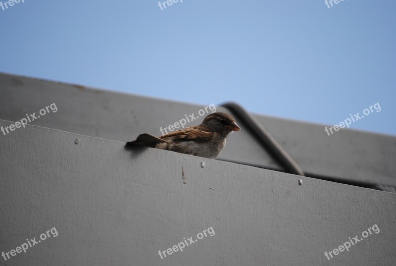 Sparrow Wait Bird Free Photos