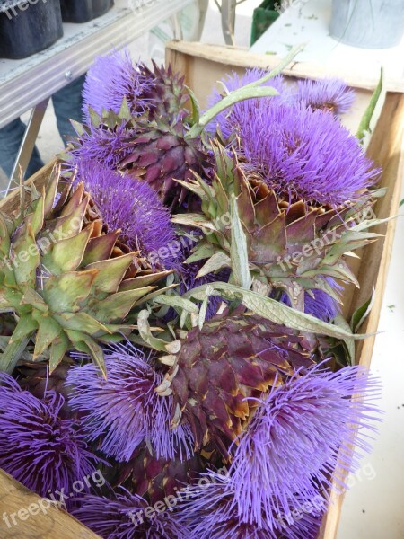 Artichoke Flower Violet Basket Provence