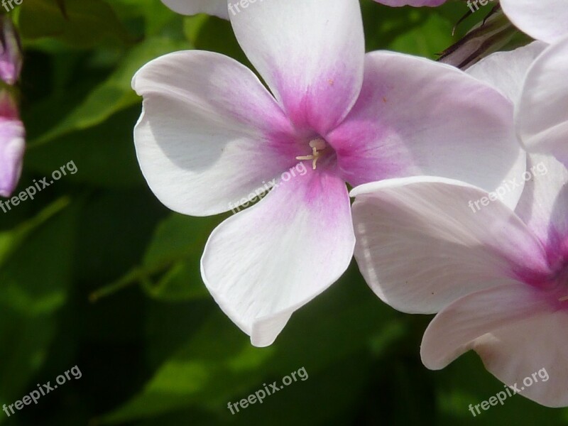 Flower Pink Nature Plant Floral