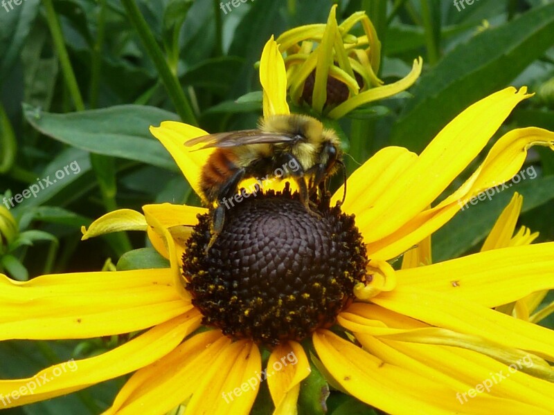 Echinacea Flower Yellow Nature Plant