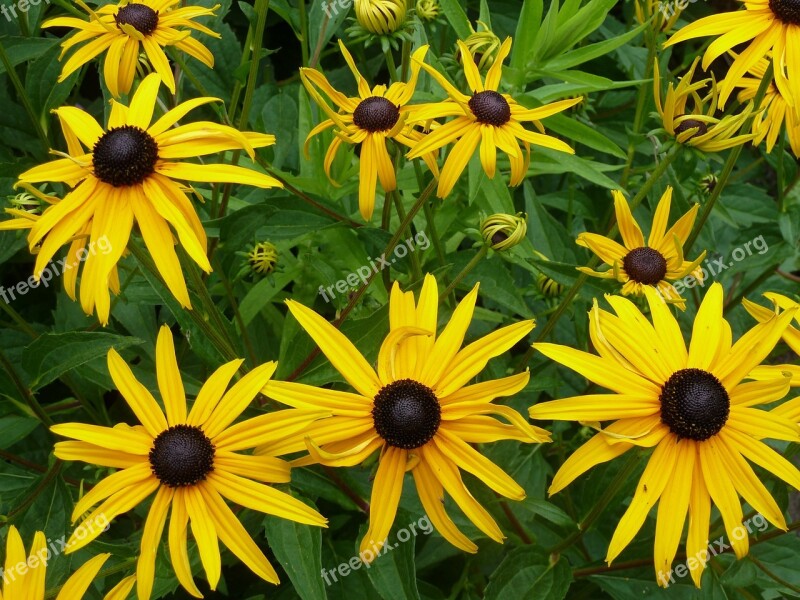 Echinacea Flowers Yellow Nature Plant