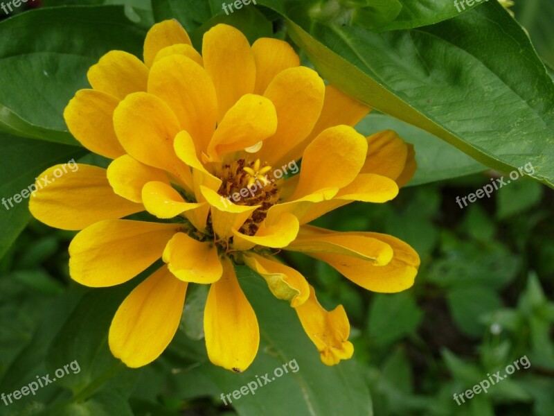 Flower Yellow Nature Plant Floral