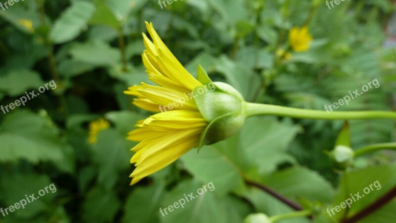 Flower Yellow Nature Plant Floral