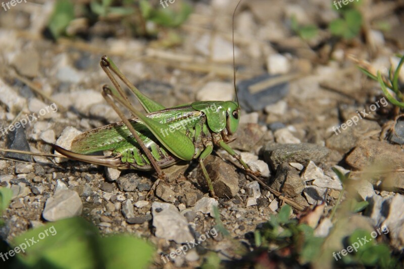 Grasshopper Insect Rhinestones Nature Free Photos