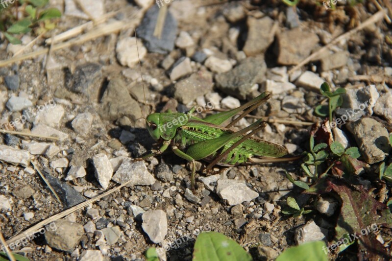 Grasshopper Insect Rhinestones Nature Free Photos