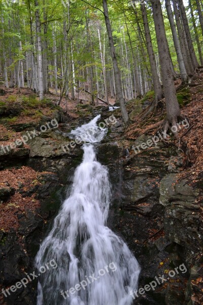 Trees Forest Stream Water Flowing