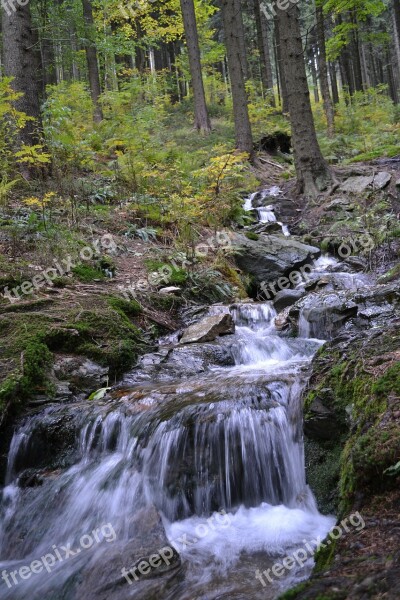 Stream Water Forest Grass Flowing