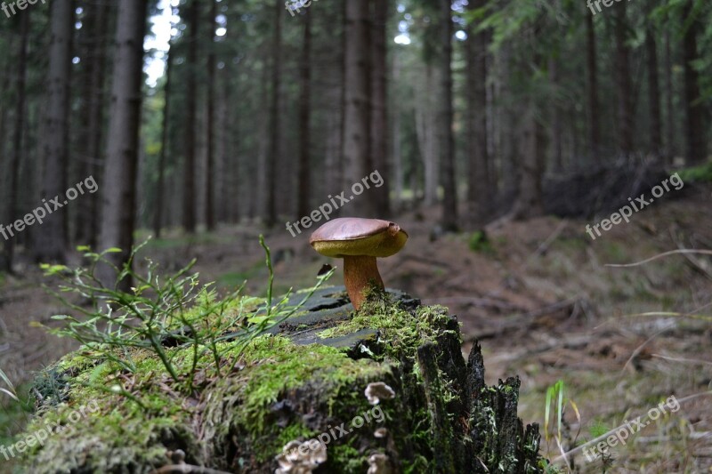 Forest Grass Fungus Stump Mushrooms