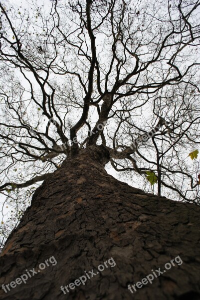 Tree Crown Strain Treetops Landscape