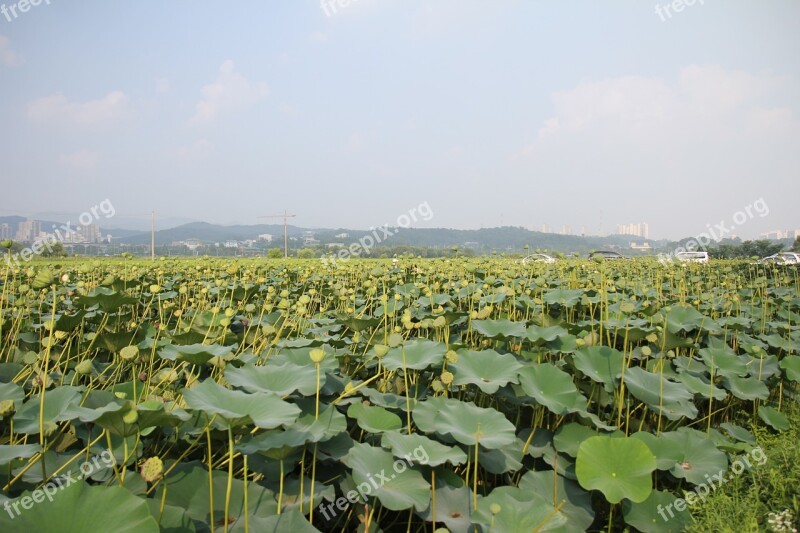 Lotus Field Lotus Fruit Lotus Field Plant