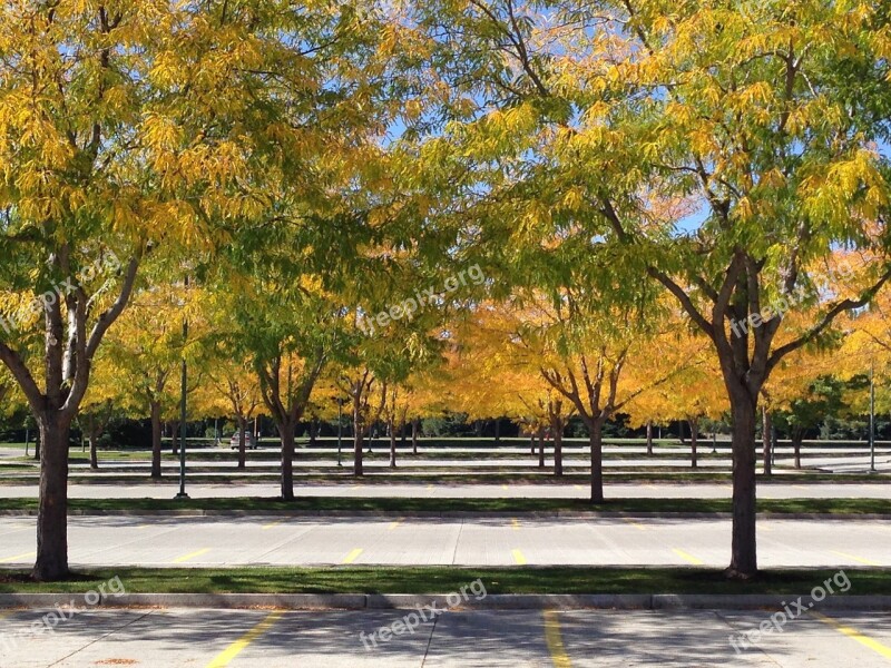 Park Tree Artistic Yellow Nature