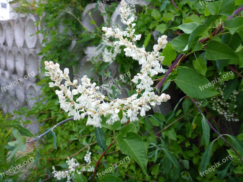 Honeysuckle Blossom Bloom White Evergreen