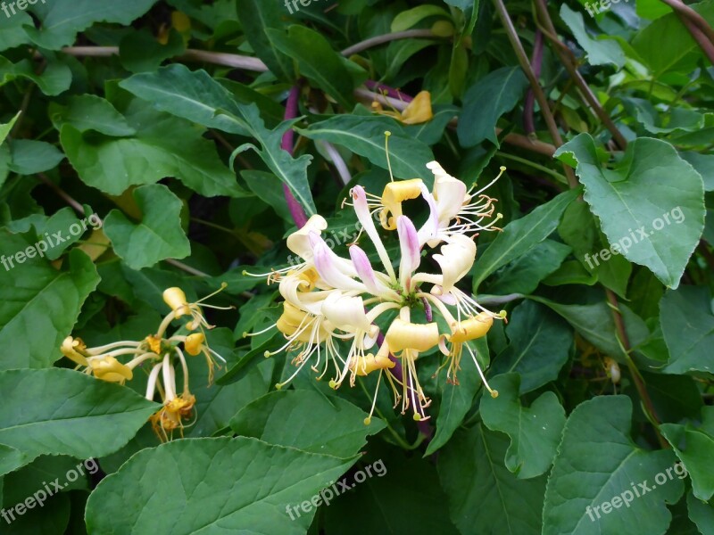 Honeysuckle Blossom Bloom Geissblattgewaechs Evergreen