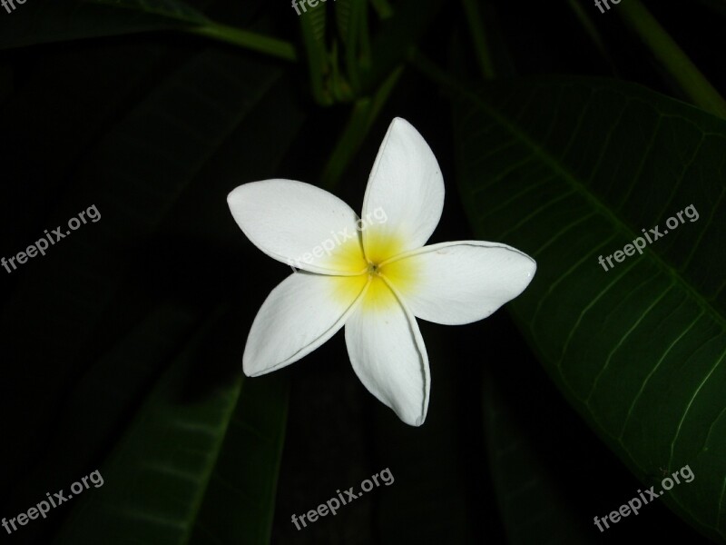 Flower White Yellow Macro Blossom