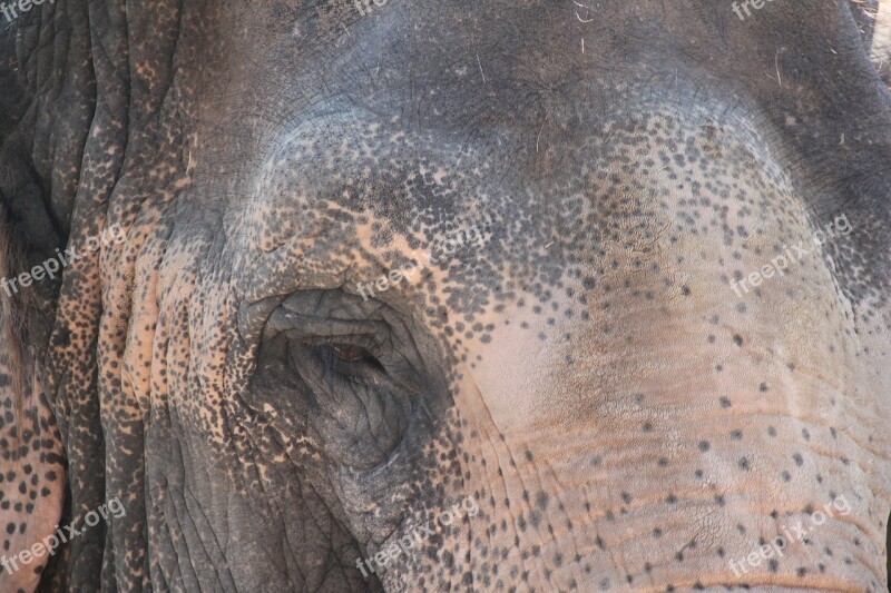 Eye Elephant Ruesseltier Proboscis Pachyderm