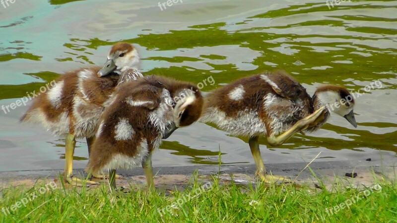 Chicks Egyptian Goose Chick Sweet Cute Creature