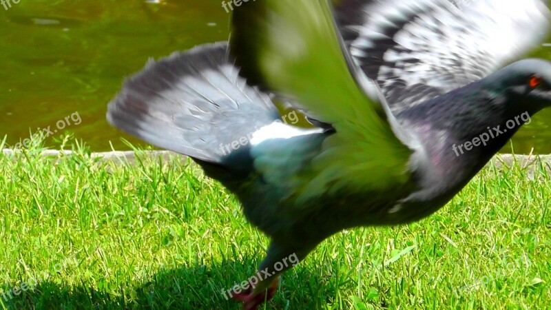 Dove Departure Movement Flight Wing